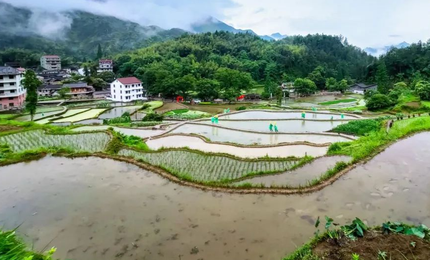 冬囤水田養魚法的主要特點和步驟是什么？