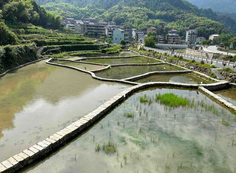 冬囤水田養魚法的主要特點和步驟是什么？