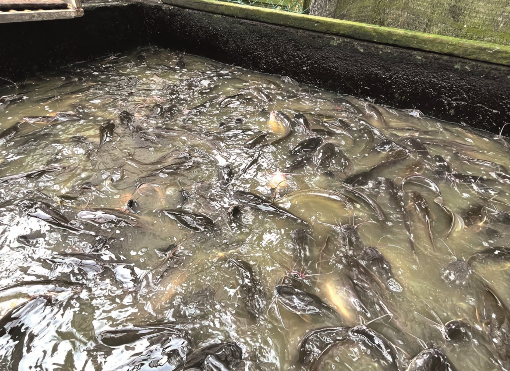 如何搭配鯰魚飼料營養成分