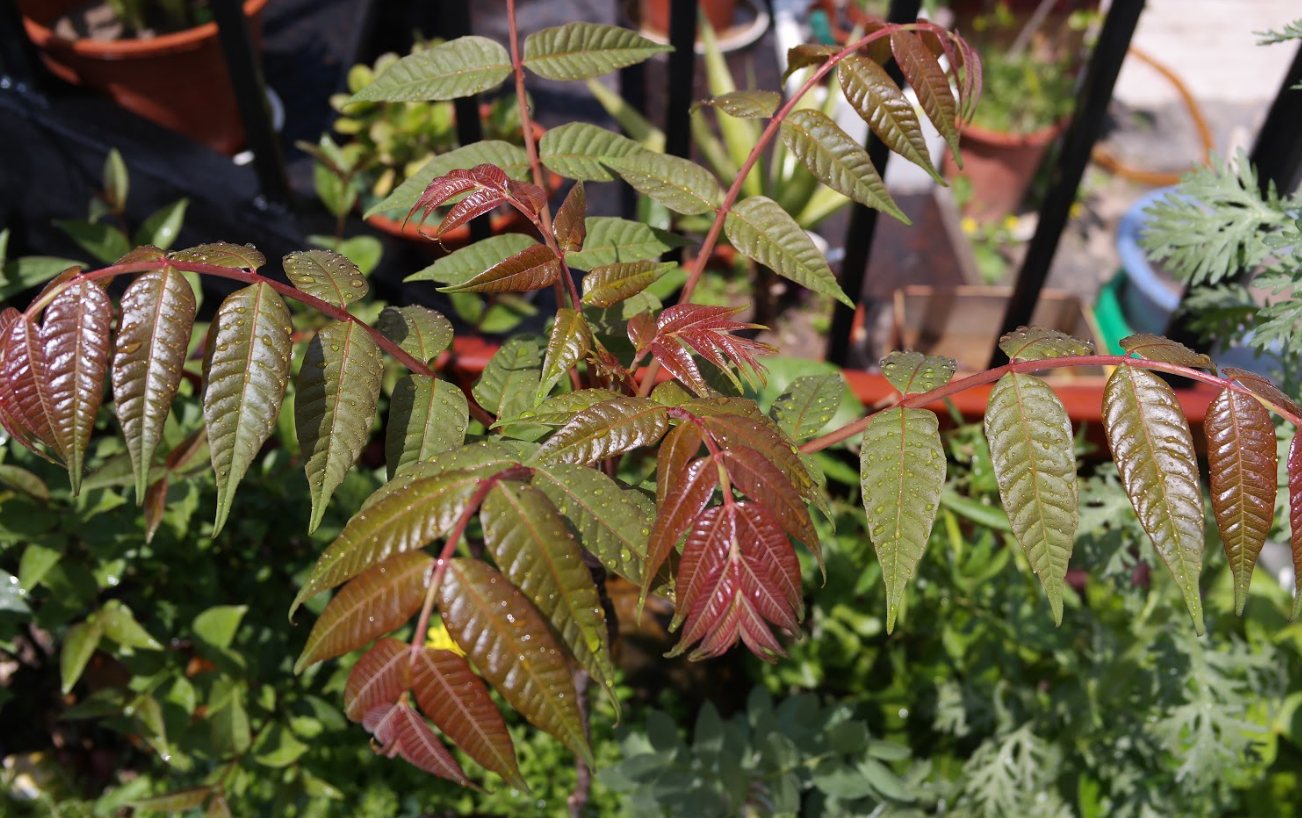 香椿種植的高產技術有哪些？需要什么條件？