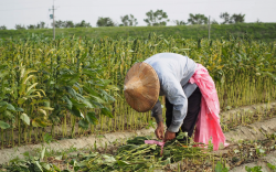 <strong>有效防治芝麻黑斑病的方法有哪些？</strong>