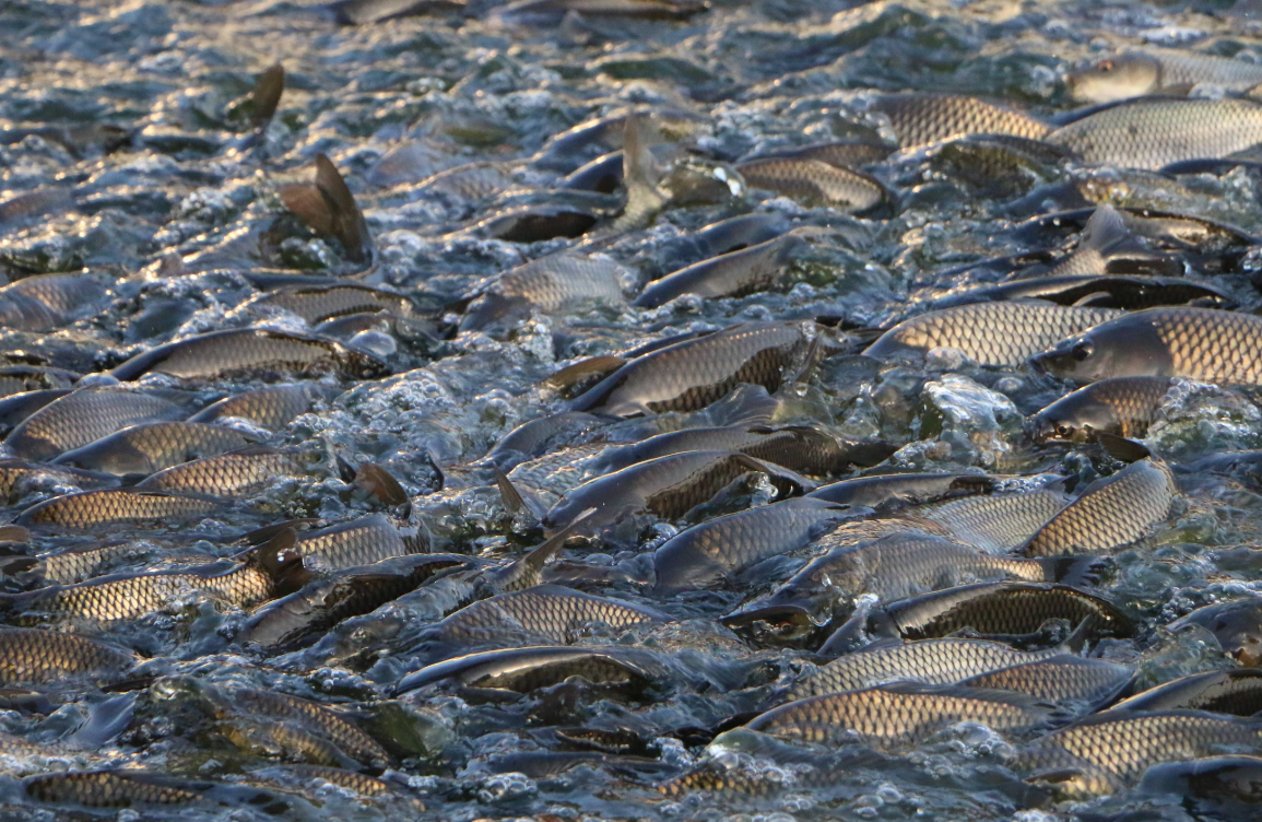 多種魚類混養模式對魚的本身有什么影響？