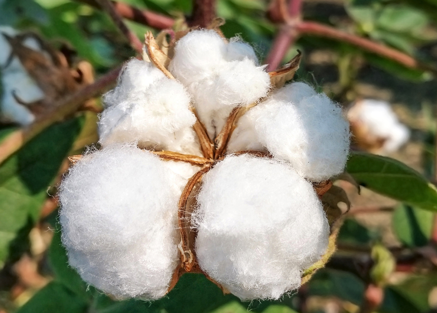 什么是棉花的遺傳轉化？