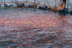 <strong>粉狀水產飼料適合投喂什么魚群？</strong>