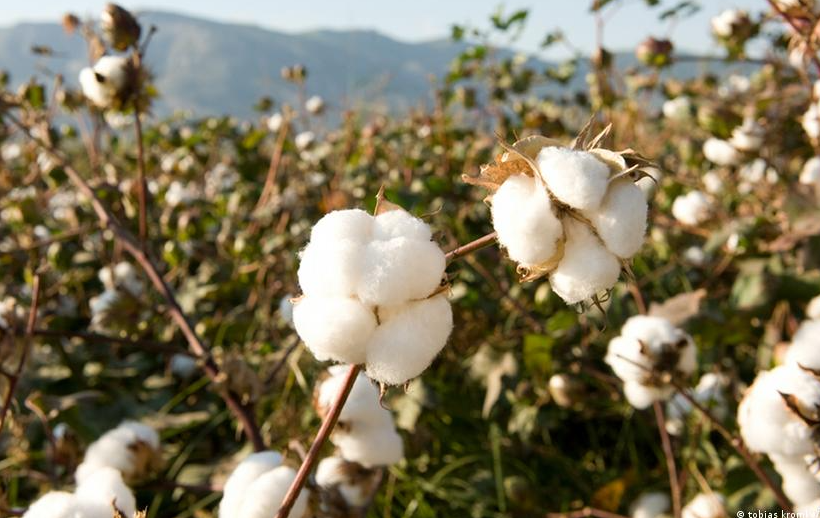 轉基因的抗蟲棉抗蟲性遺傳是通過什么實現的？