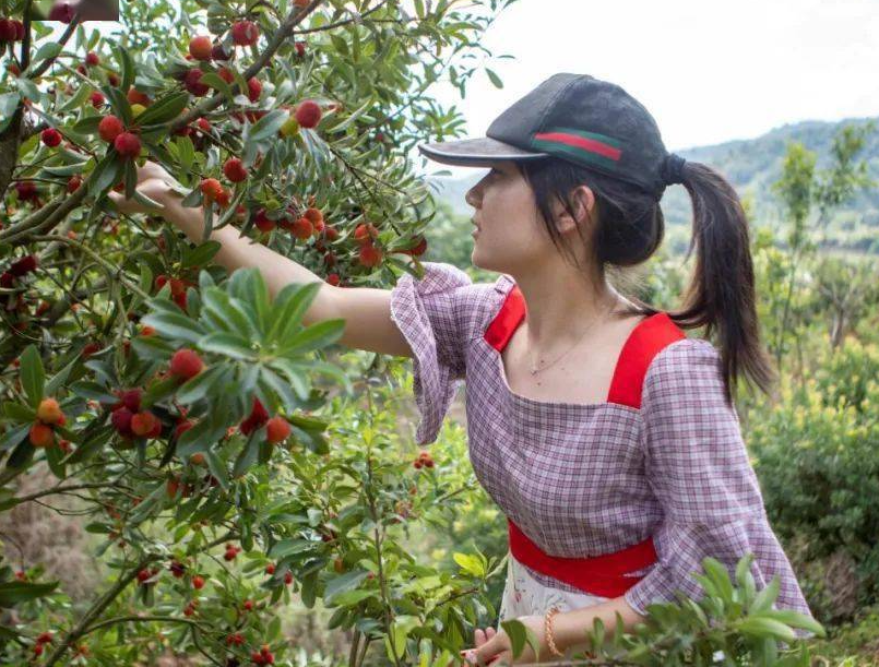 楊梅樹疏花疏果有什么作用或者好處？