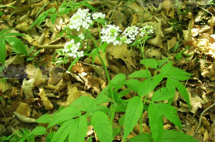 白花碎米薺的形態特征是怎樣的？花期可以開多久？