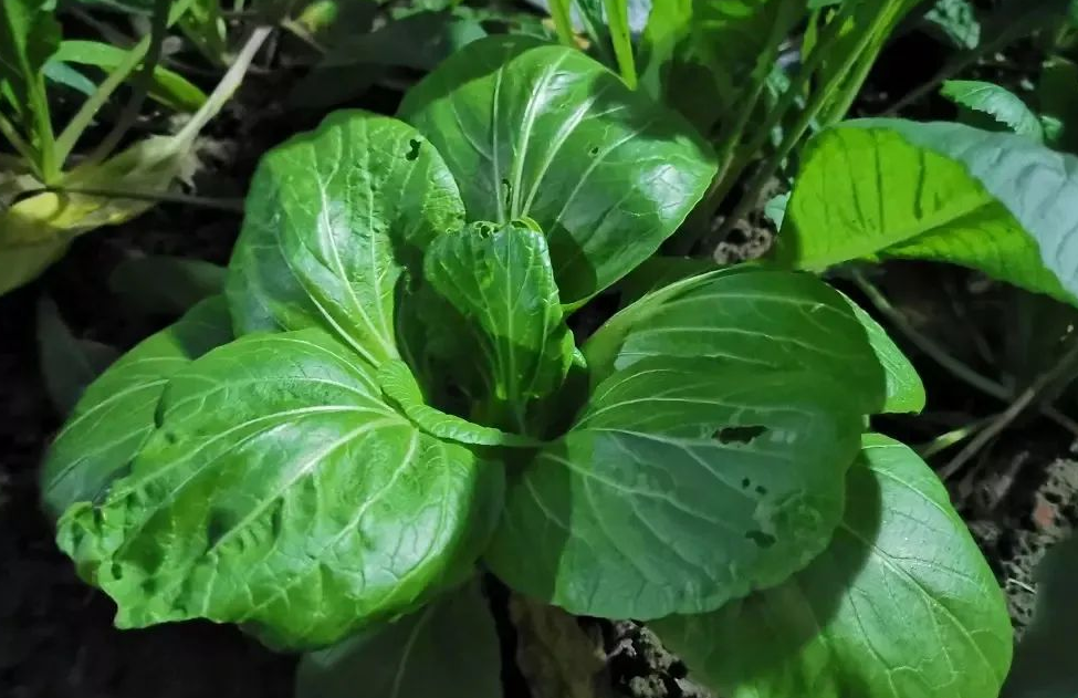 怎樣防治青菜跳甲、青蟲(chóng)？有哪些辦法？