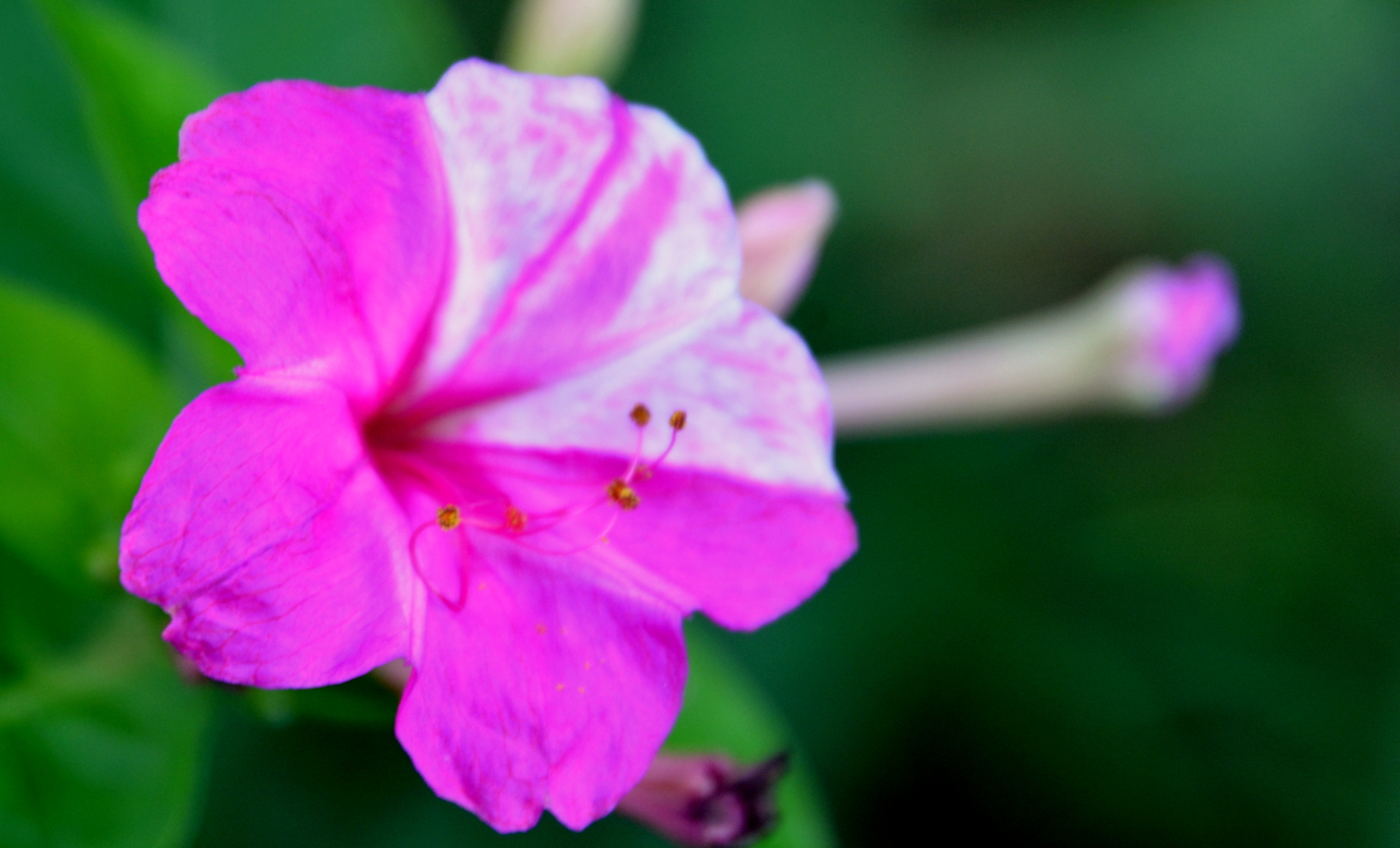 紫茉莉是茉莉花嗎？有哪些生長習性？