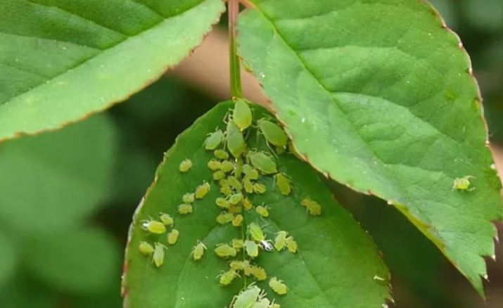 花卉的病蟲害分哪幾類？如何防治？