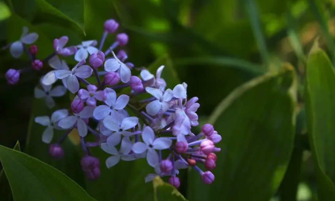 丁香花白粉病癥狀和防治方法介紹