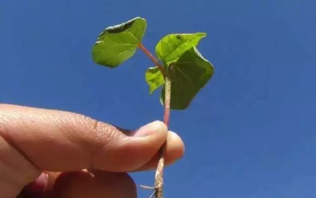 棉花一般播種土壤的深度多少才合適？太深或者太淺會有什么影響？