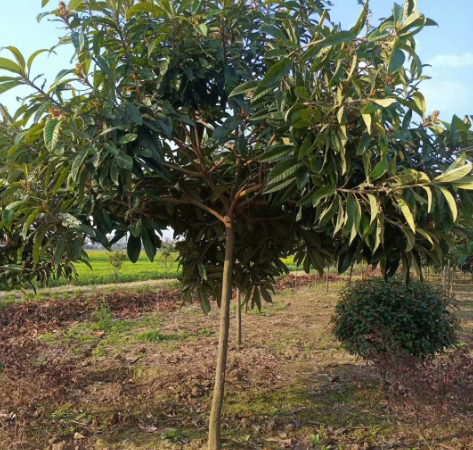 種植枇杷是在平地好還是山地好？