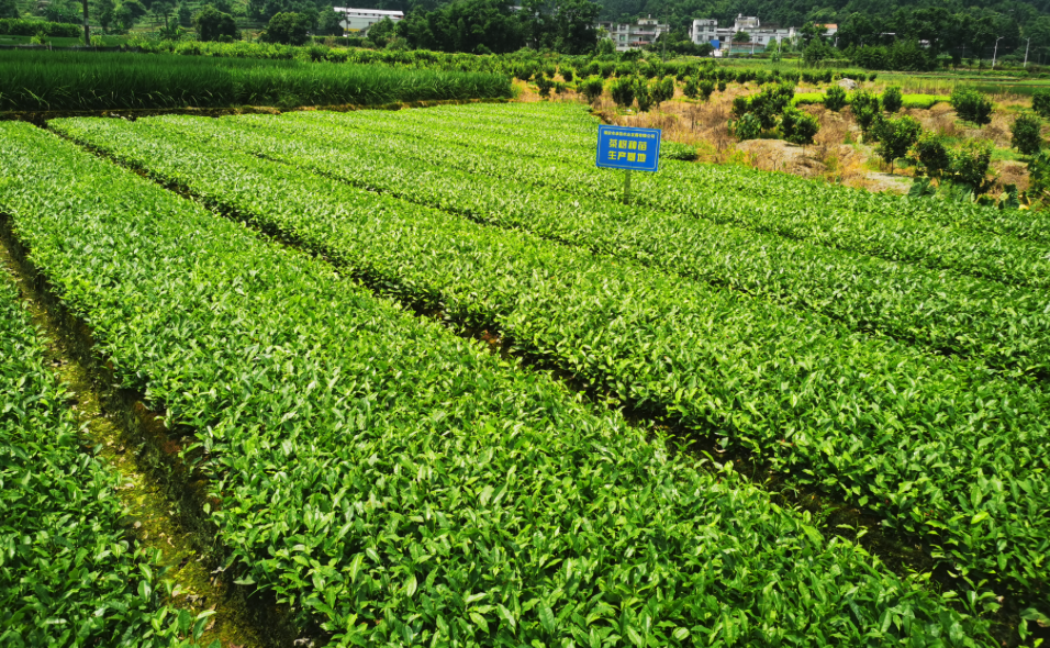 茶苗怎么解決病蟲害，有哪些防治措施？  