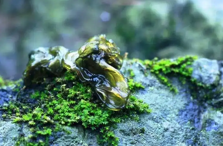 雷公菌人工種植技術(shù)分享，有哪些特點？