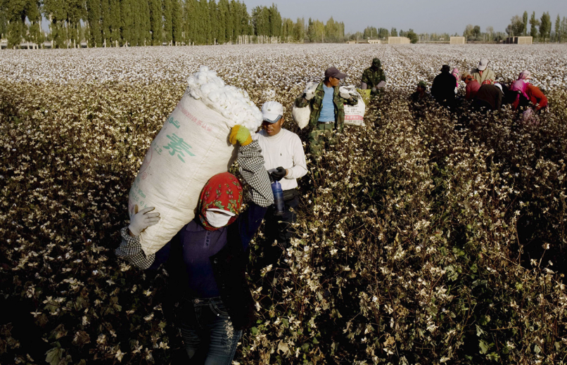 棉花加工廠為社么不可以直接向棉農直接購買棉花？