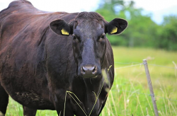 <strong>肉牛的營養需要與有機飼料分別指的是什么？</strong>