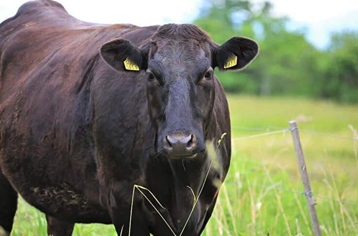 肉牛的營養(yǎng)需要與有機飼料分別指的是什么？