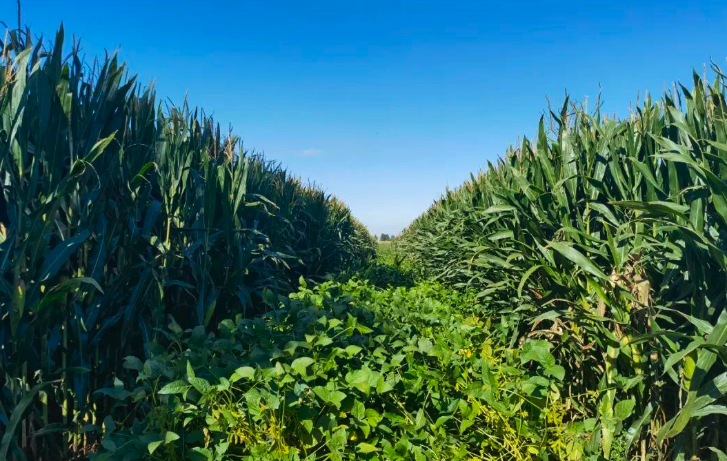 大豆玉米帶狀復合種植技術分享