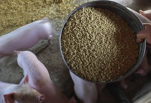 豬飼料里面的蛋白質主要是哪些，能起什么作用？