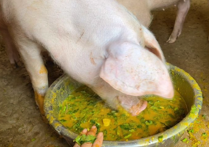 豬飼料中哪些食物可以快速增肥，沒有副作用？