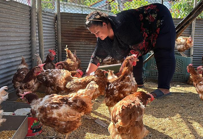 雞飼料中豆粕和大豆粉有哪些作用，可以補充什么？