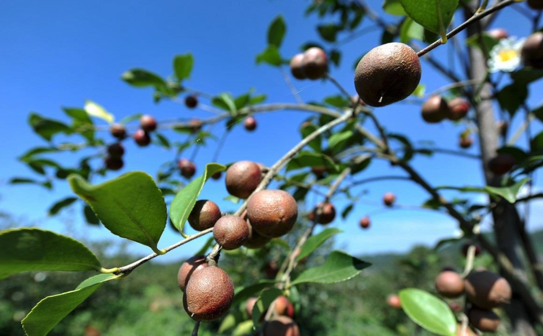 油茶種植時間和方法有哪些？