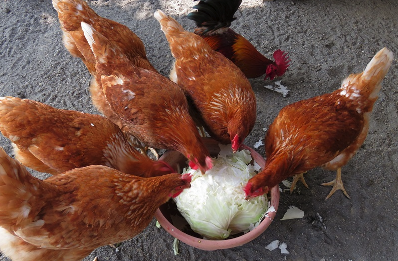 雞飼料中需要加入肉類嗎，能起到什么作用?