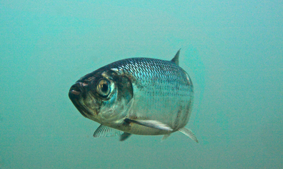 鯡魚(yú)有哪些形態(tài)特征，主要分布在哪些海域？