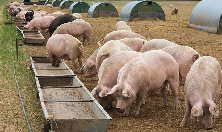 豬飼料中的谷物類飼料主要有哪些，如何搭配?