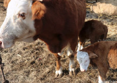 <strong>豆類及其副產(chǎn)品在牛飼料中含量多少最好，需要注意什么？</strong>