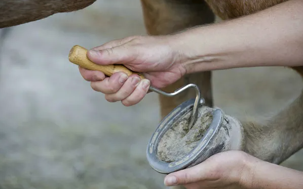 馬場中多久護理馬蹄，如何減少真菌感染?