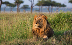 <strong>肯尼亞野生動物保護區介紹，目前面臨哪些困境？</strong>