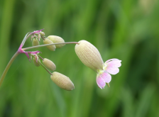 <strong>坎皮恩花的生長環(huán)境，坎皮恩花有哪些特點？</strong>