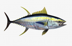 <strong>黃鰭金槍魚(yú)如何人工培育？</strong>