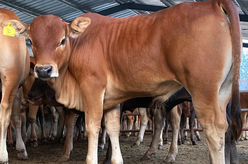 肉牛的生長周期一般多久，如何飼喂成長更快？