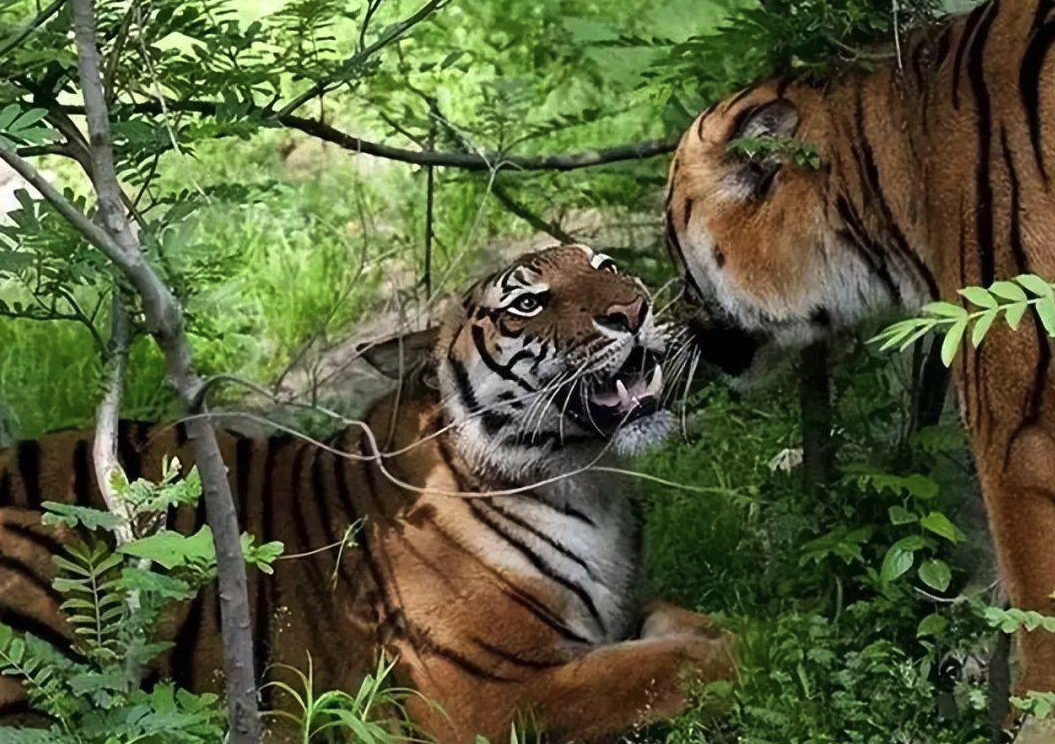 湘西有哪些稀有的動物？湘西的自然環境介紹