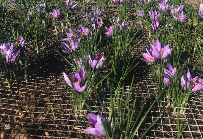 藏紅花有哪些形態(tài)特征，分布在哪些地區(qū)?