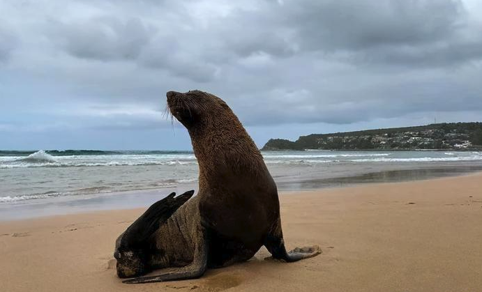 海狗是什么動物，有哪些形態特征？