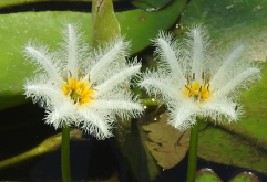 <strong>白花荇菜有哪些繁殖方式，如何進行移栽？</strong>