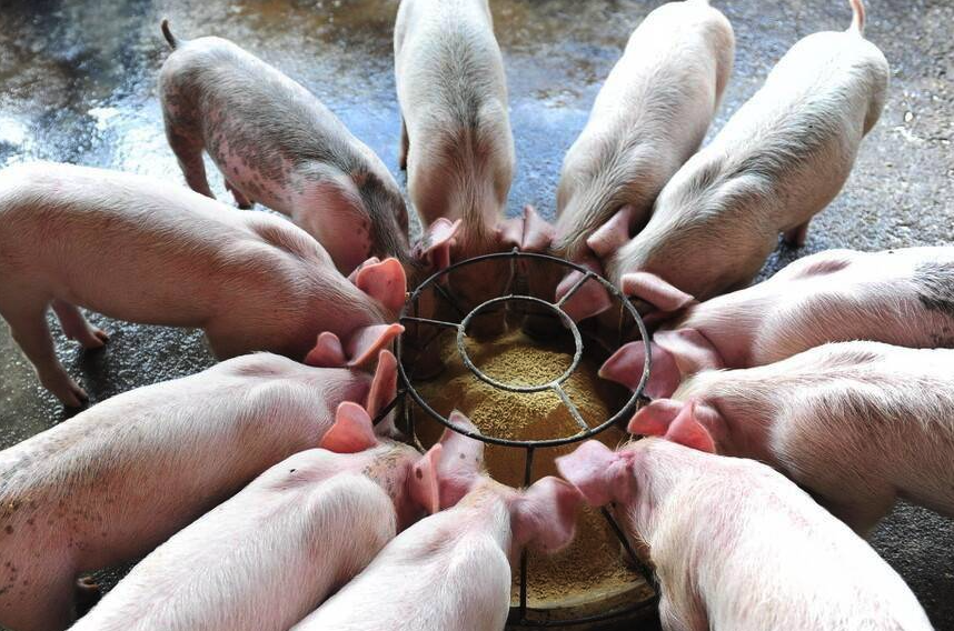 豬飼料中可以使用飼料添加劑嗎，有哪些作用？