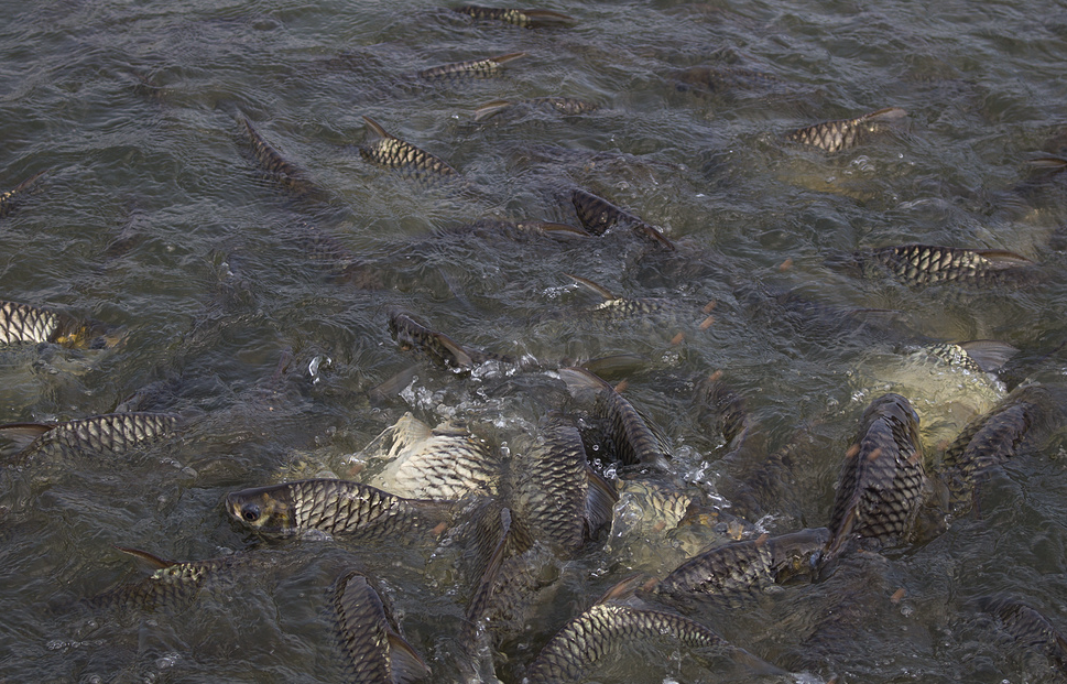 魚飼料中為什么要加入礦石類物質，有哪些作用？