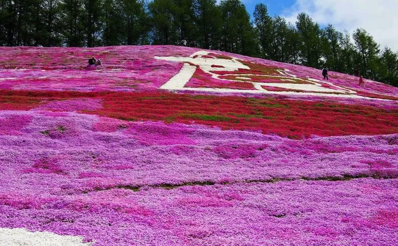 桃紅錐花福祿考有哪些生態習性，有哪些價值？