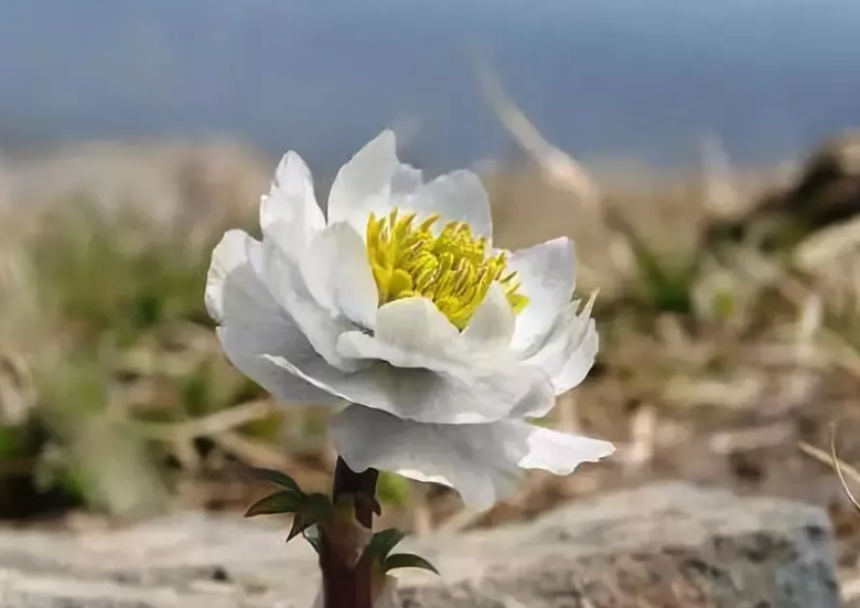 雪蓮花有哪些形態特征，如何種植？