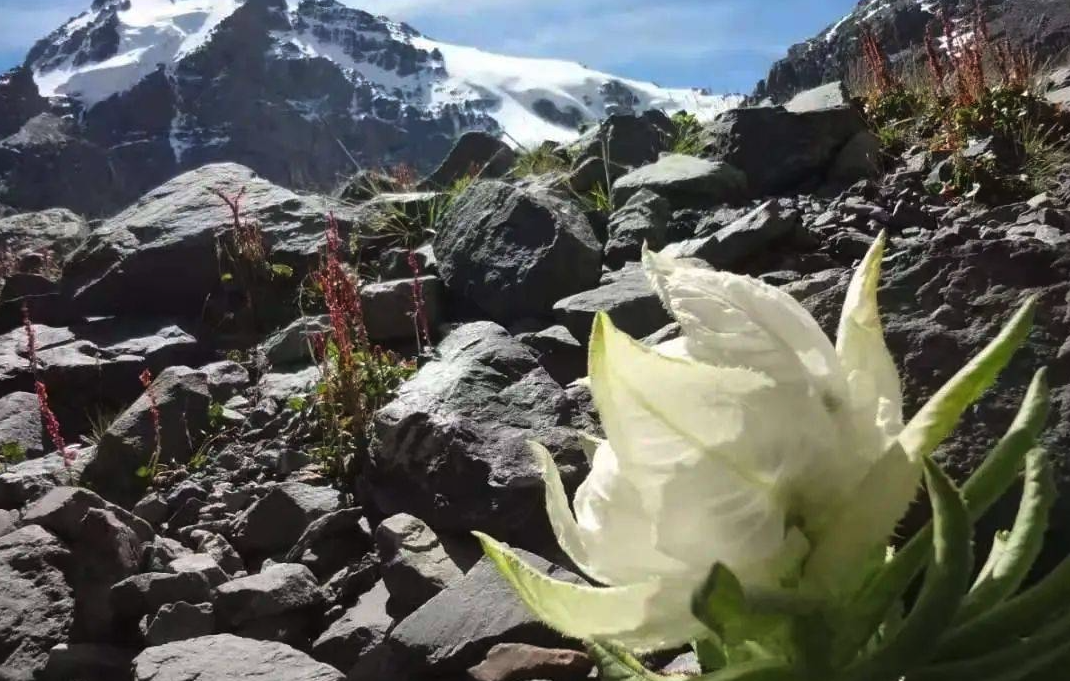 天山雪蓮是一種什么植物，有哪些價值？