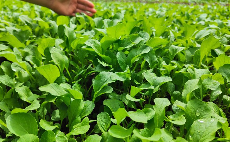 小白菜在種植過程中需要進行幾次追肥?