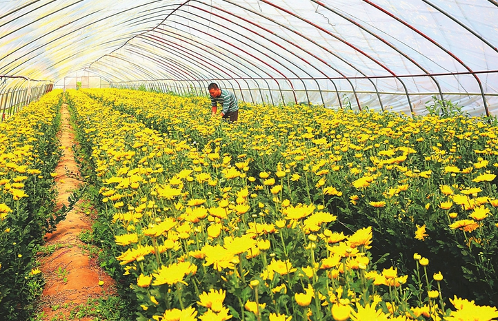 菊花如何使用砧木培養，有哪些培養方法?