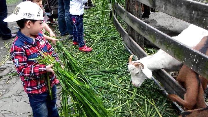 飼養羊的過程中可以一直喂養菜料嗎，還需要什么？