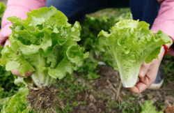 <b>夏天高溫對露天生菜種植有哪些影響，怎么處理？</b>