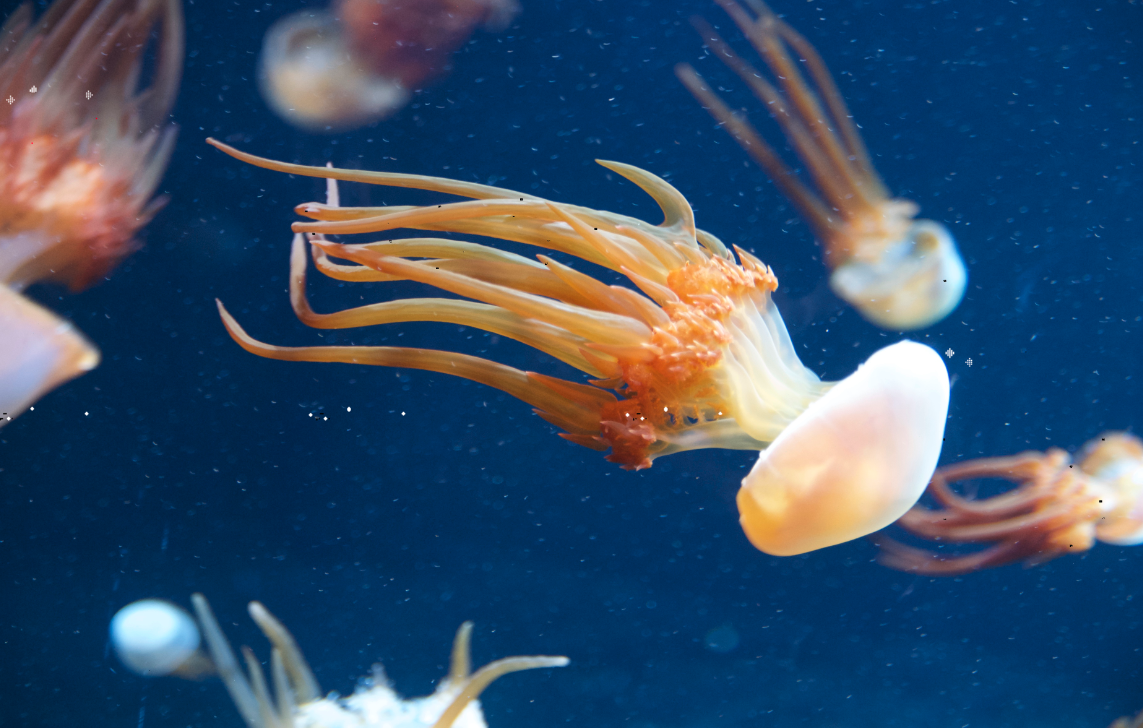 海蜇是什么生物，如何進行處理才能食用？